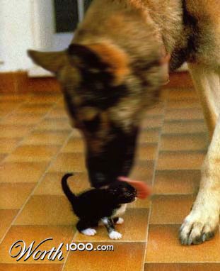 Photoshop Design by Irrwitzer