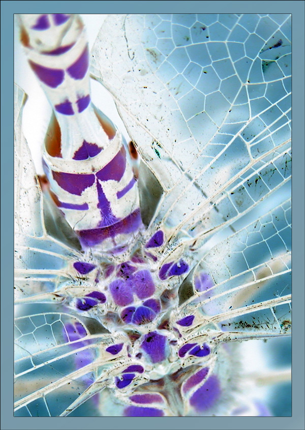 Photography by MilleDju for DesignCrowd (Community Contests) | Design #9021003