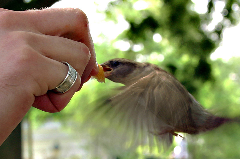 Fotografía por torkio para DesignCrowd (Community Contests) | Diseño #9024236