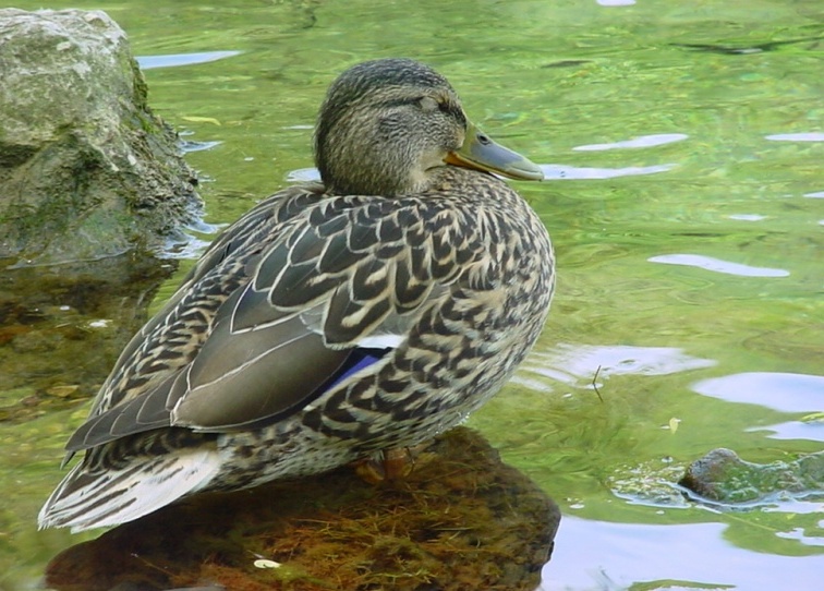 Photographie par whitewhale pour DesignCrowd (Community Contests) | Design #9024092