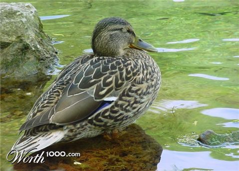 Photography by whitewhale