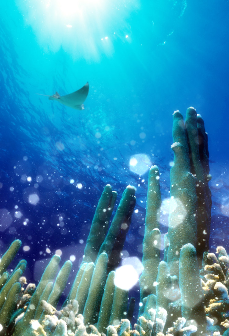 Diseño de Photoshop por jobigoud para DesignCrowd (Community Contests) | Diseño #9028607