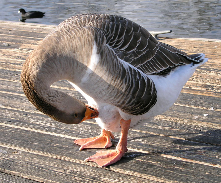 Photographie par BearQT pour DesignCrowd (Community Contests) | Design #9024184