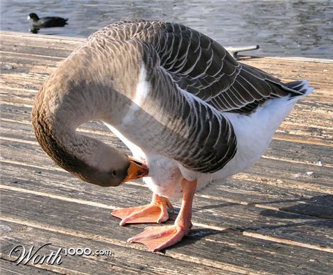 Photography by BearQT