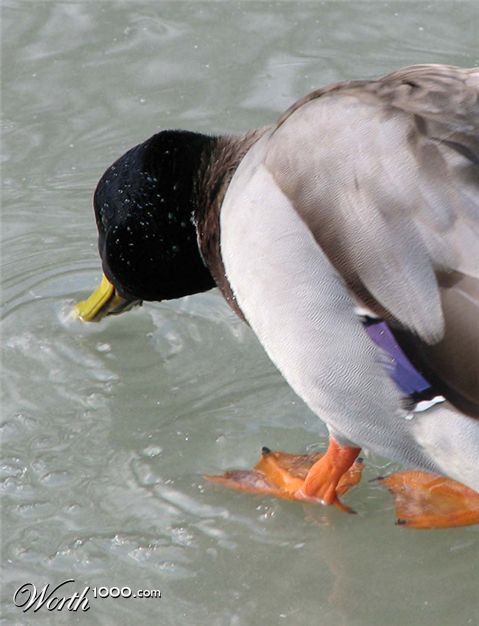 Photography by UnoBADFISH