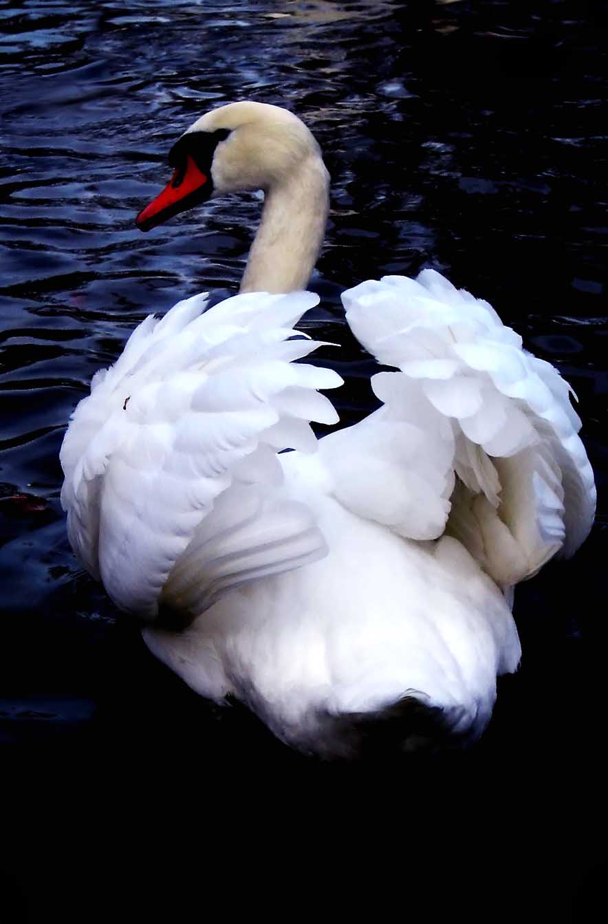 Photography by poisonyvy for DesignCrowd (Community Contests) | Design #9024220