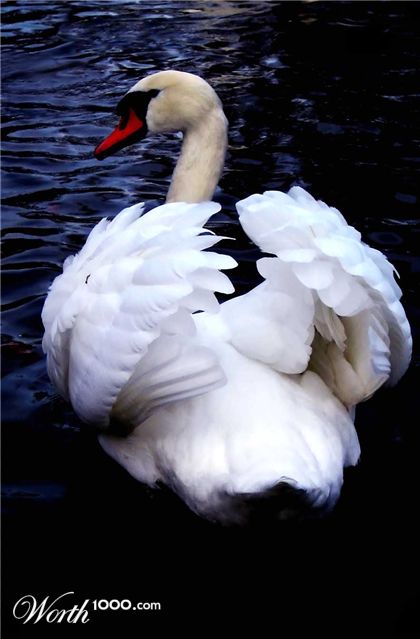 Photography by poisonyvy