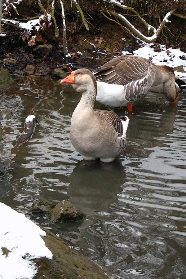 Photography by kat426 for DesignCrowd (Community Contests) | Design #9024315