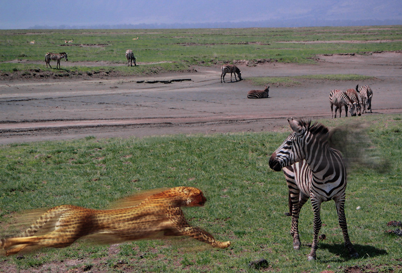 Photoshop Design by negromo for DesignCrowd (Community Contests) | Design #9018106