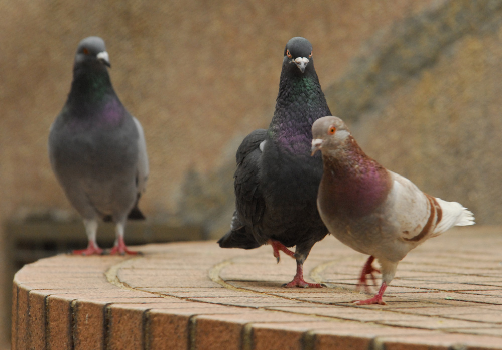 Photography by octopulse for DesignCrowd (Community Contests) | Design #9024280