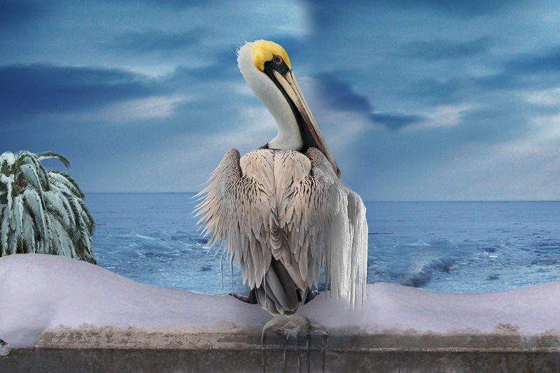 Photoshop Design by Sassydeb for DesignCrowd (Community Contests) | Design #9028615