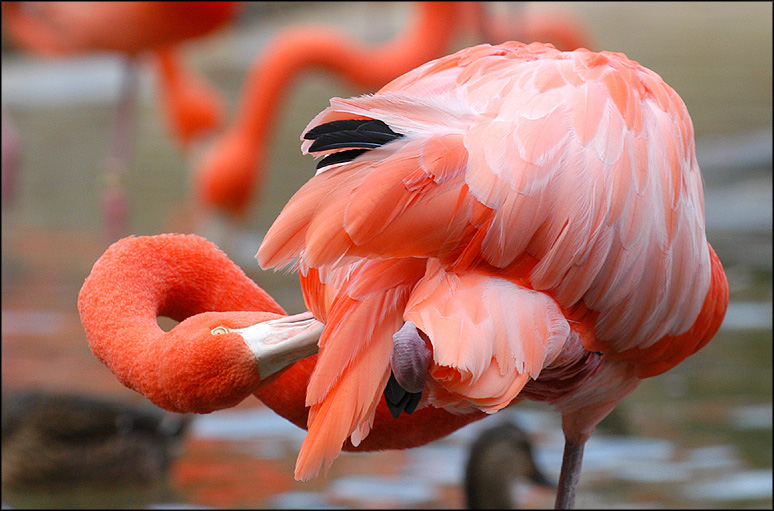 Fotografía por MisterSir para DesignCrowd (Community Contests) | Diseño #9024285