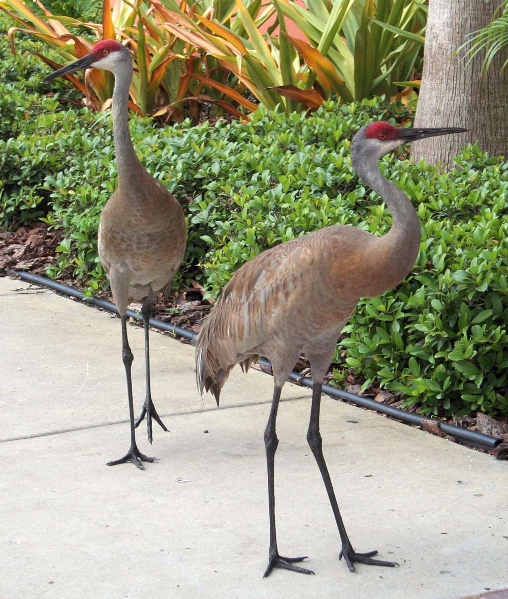 Fotografie von drdonallen für DesignCrowd (Community Contests) | Design #9024307