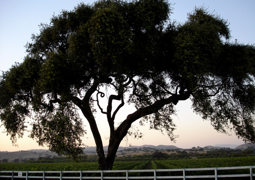 Photography by stayceejae for DesignCrowd (Community Contests) | Design #9022849