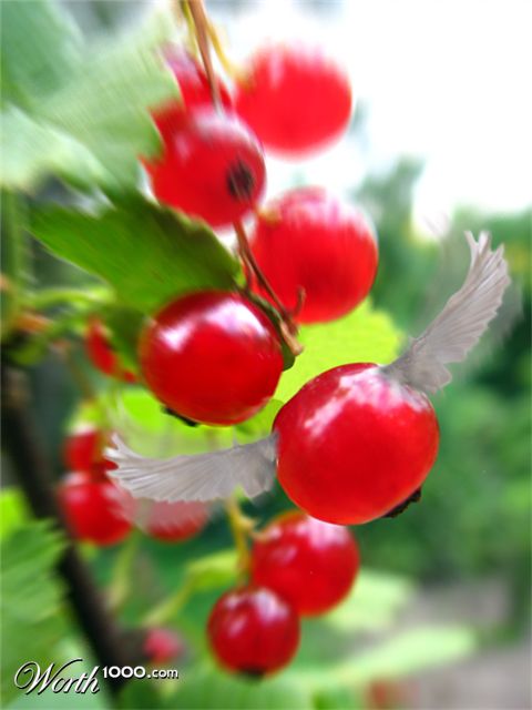 Photoshop Design by 1000gb