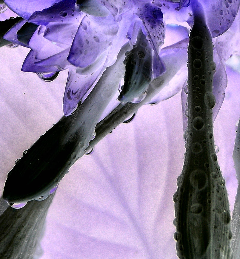 Photography by slimjewel1 for DesignCrowd (Community Contests) | Design #9021029