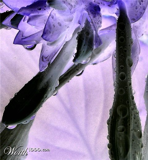 Photography by slimjewel1