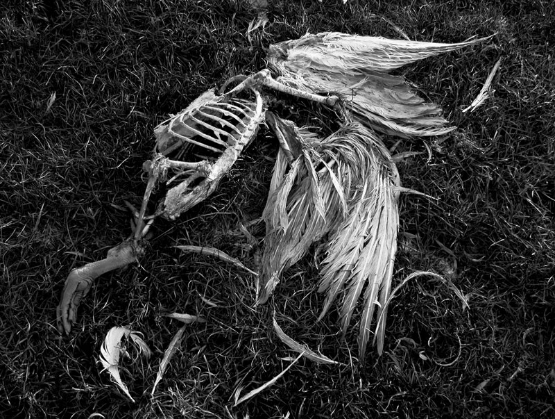 Photography by MilleDju for DesignCrowd (Community Contests) | Design #9022258