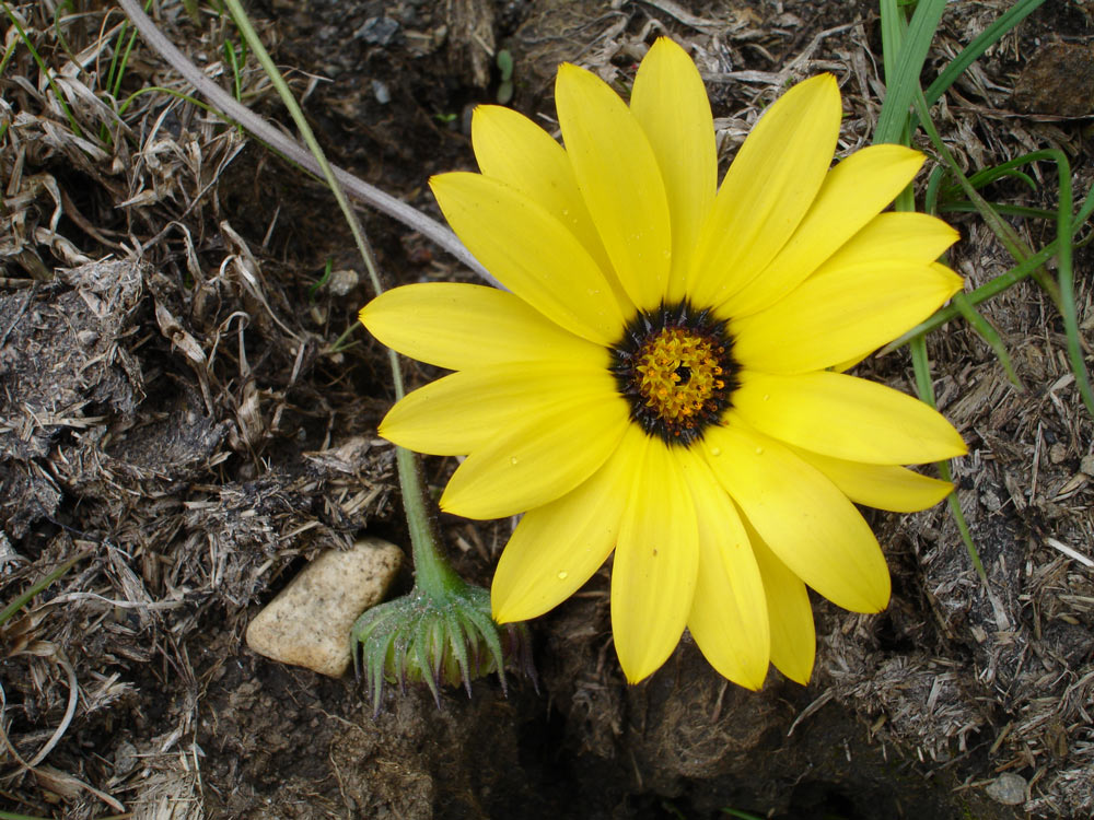 Fotografía por wannajo para DesignCrowd (Community Contests) | Diseño #9022897