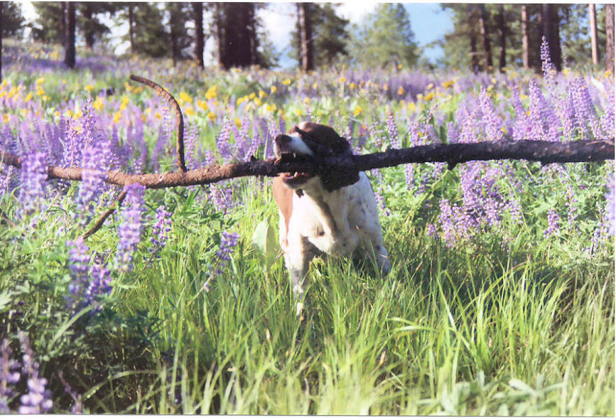 Photographie par bevissimo pour DesignCrowd (Community Contests) | Design #9025193