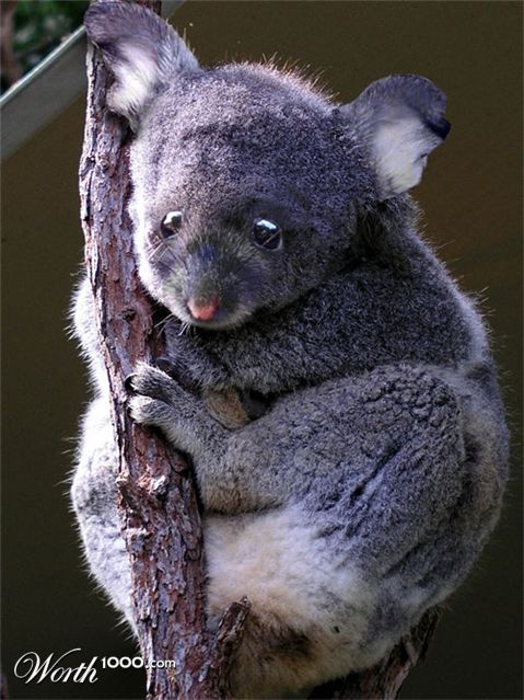 Photoshop Design by Stubblychin