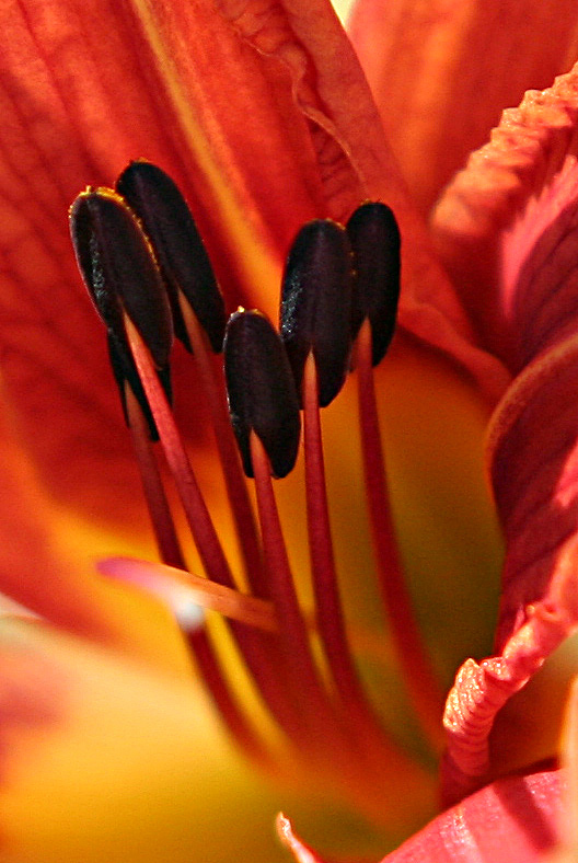 Fotografía por torkio para DesignCrowd (Community Contests) | Diseño #9025283