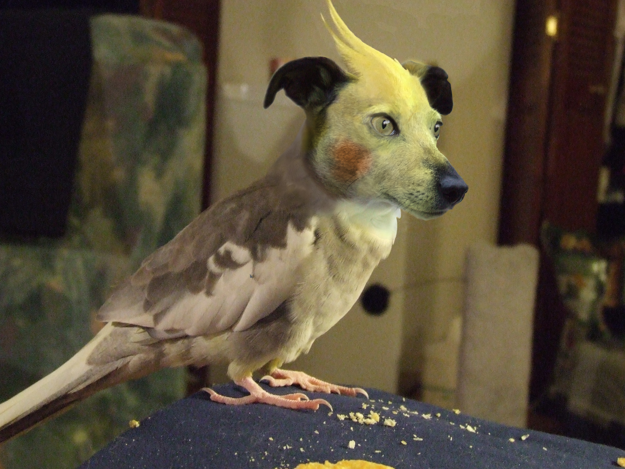 Photoshop Design by DoberWolf331 for DesignCrowd (Community Contests) | Design #9020213