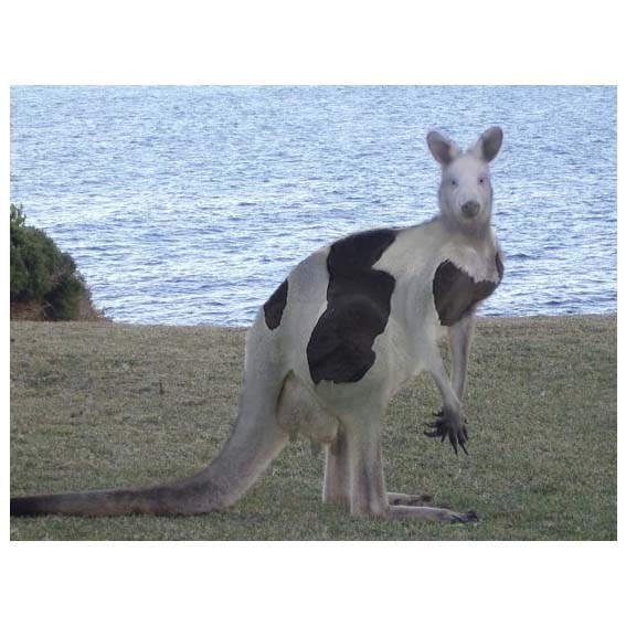 Photoshop-Design von eckdeck für DesignCrowd (Community Contests) | Design #9020253