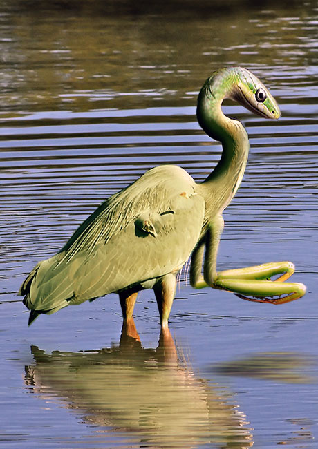 Photoshop-Design von Scapin für DesignCrowd (Community Contests) | Design #9020245