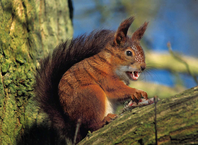 Photoshop Design by hechtal for DesignCrowd (Community Contests) | Design #9020229