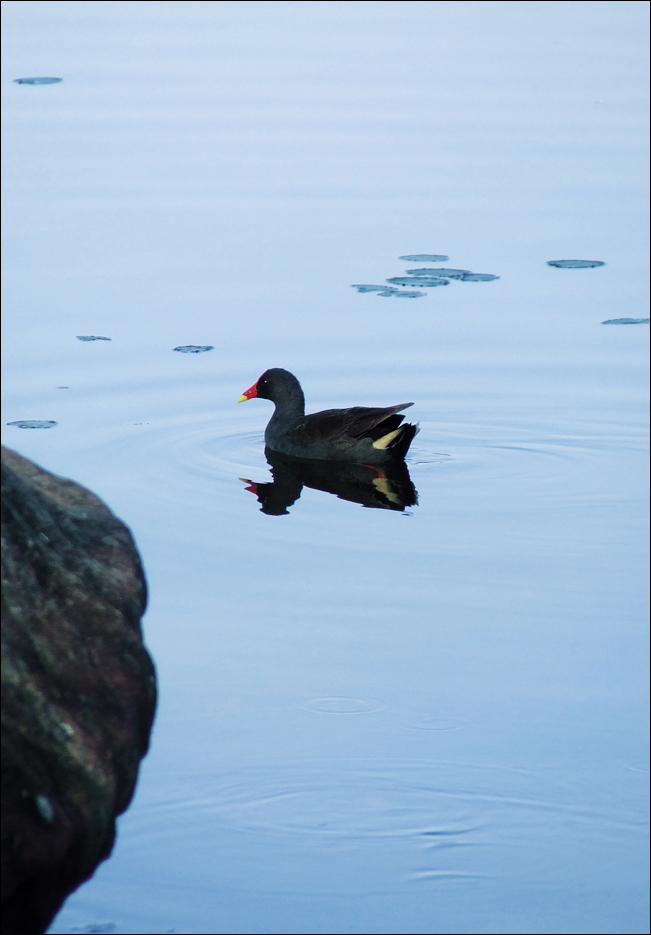 Fotografía por Ausgixxer para DesignCrowd (Community Contests) | Diseño #9022919