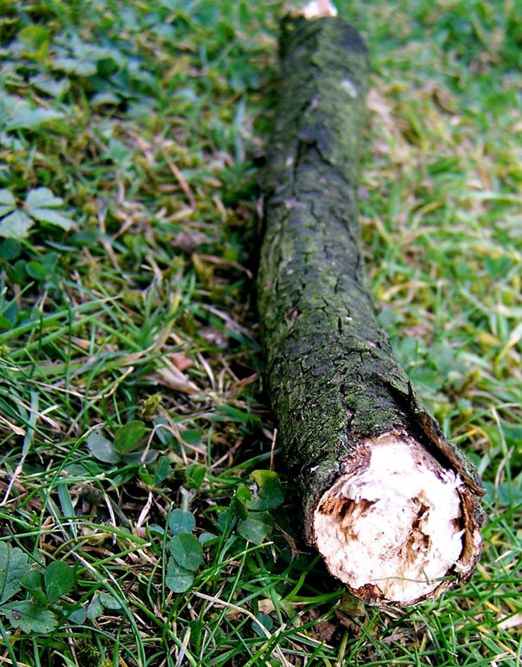 Photographie par TotalDomination pour DesignCrowd (Community Contests) | Design #9025247