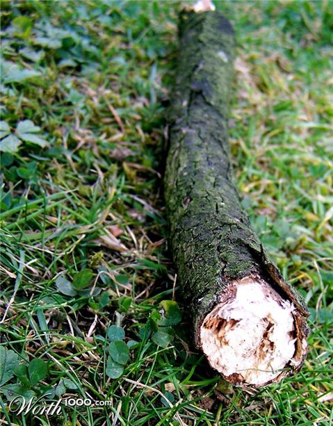 Photography by TotalDomination