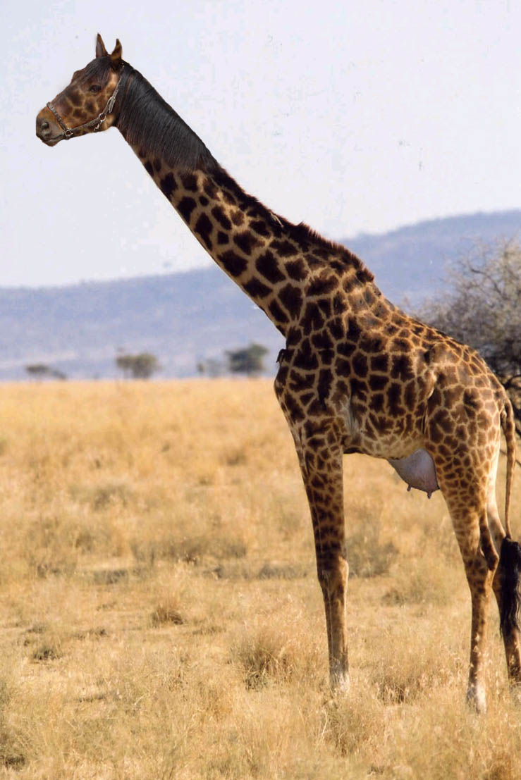 Photoshop Design by PeterAAAWelch for DesignCrowd (Community Contests) | Design #9020306