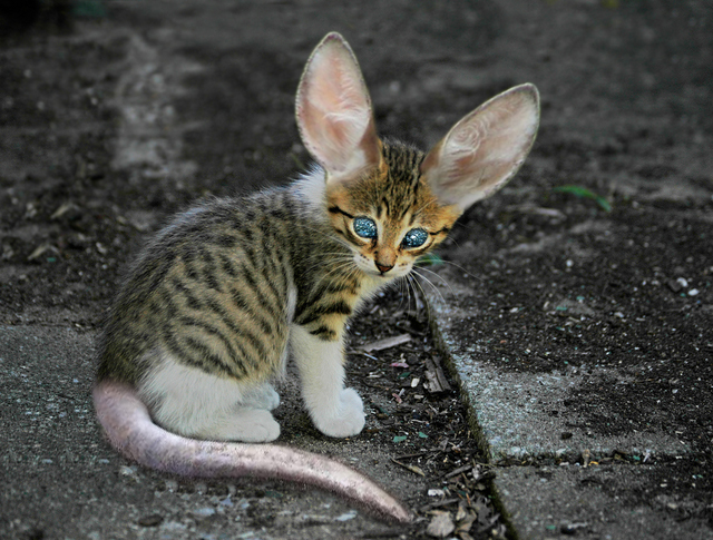 Design Photoshop par GentleZephyr pour DesignCrowd (Community Contests) | Design #9020263