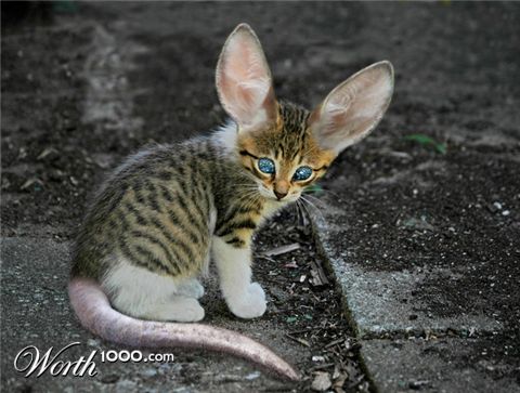 Photoshop Design by GentleZephyr