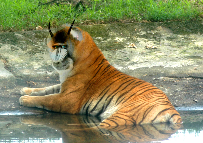 Photoshop-Design von Gypzee für DesignCrowd (Community Contests) | Design #9020327