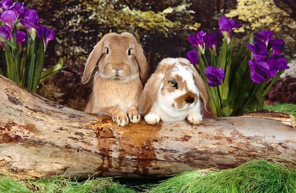 Photoshop Design by borrisownsyou for DesignCrowd (Community Contests) | Design #9020316