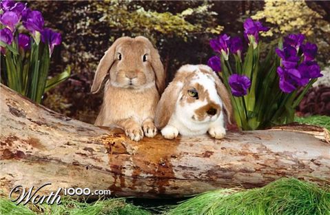 Photoshop Design by borrisownsyou