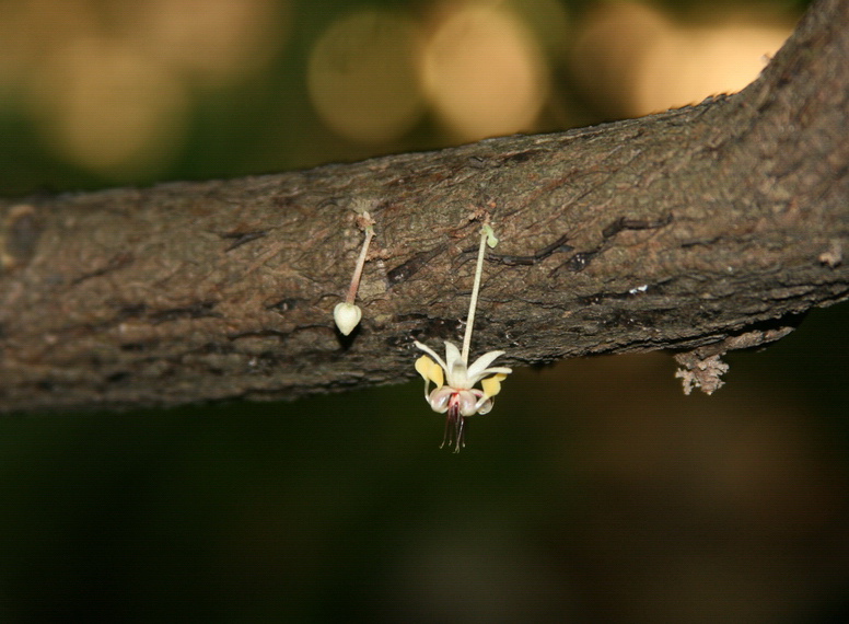 Photography by heldebaume for DesignCrowd (Community Contests) | Design #9022901