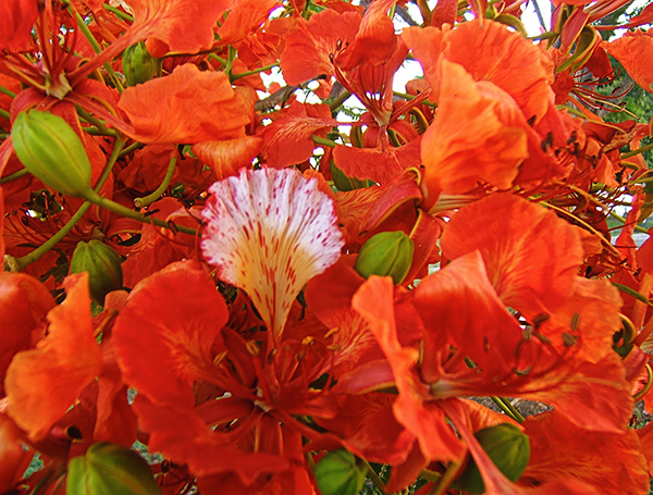 Fotografie von EyEars für DesignCrowd (Community Contests) | Design #9020161