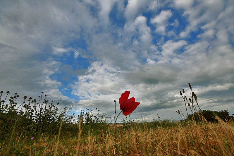 Fotografía por torkio para DesignCrowd (Community Contests) | Diseño #9022925