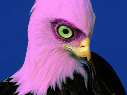 Photoshop-Design von MarindH für DesignCrowd (Community Contests) | Design #9017663