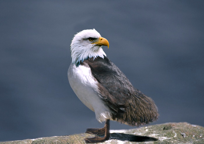 Photoshop Design by Saddy10 for DesignCrowd (Community Contests) | Design #9020386