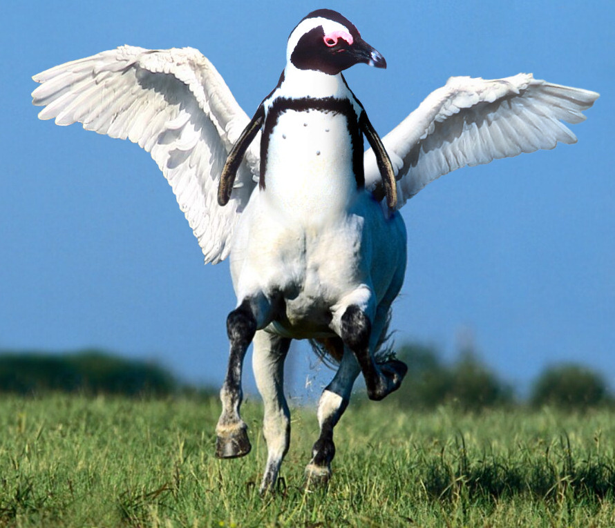 Photoshop Design by CoolKat85 for DesignCrowd (Community Contests) | Design #9020360