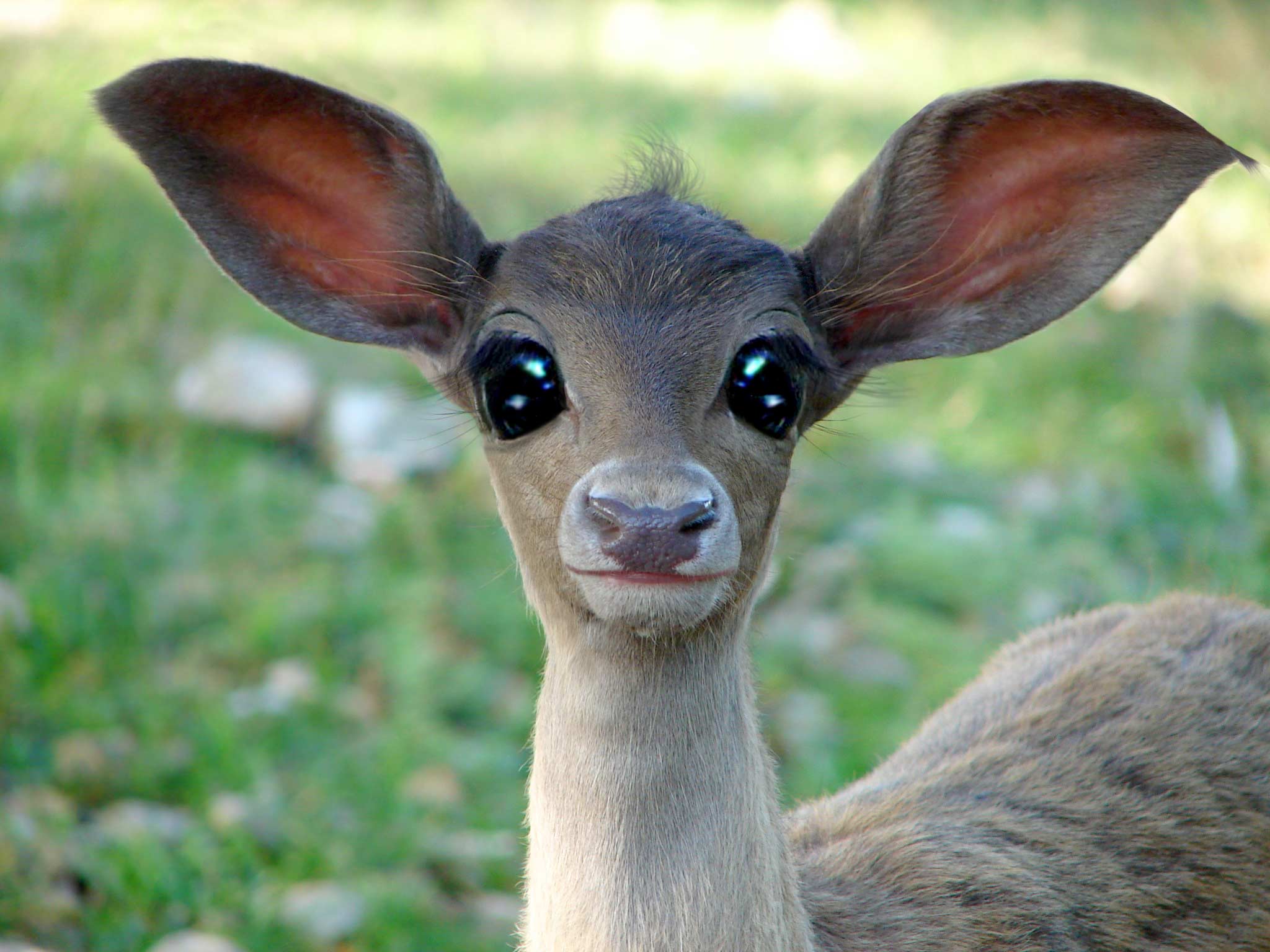 Photoshop Design by ZigZagz for DesignCrowd (Community Contests) | Design #9017701