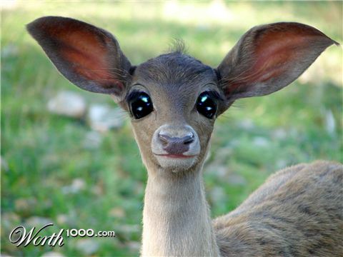 Photoshop Design by ZigZagz