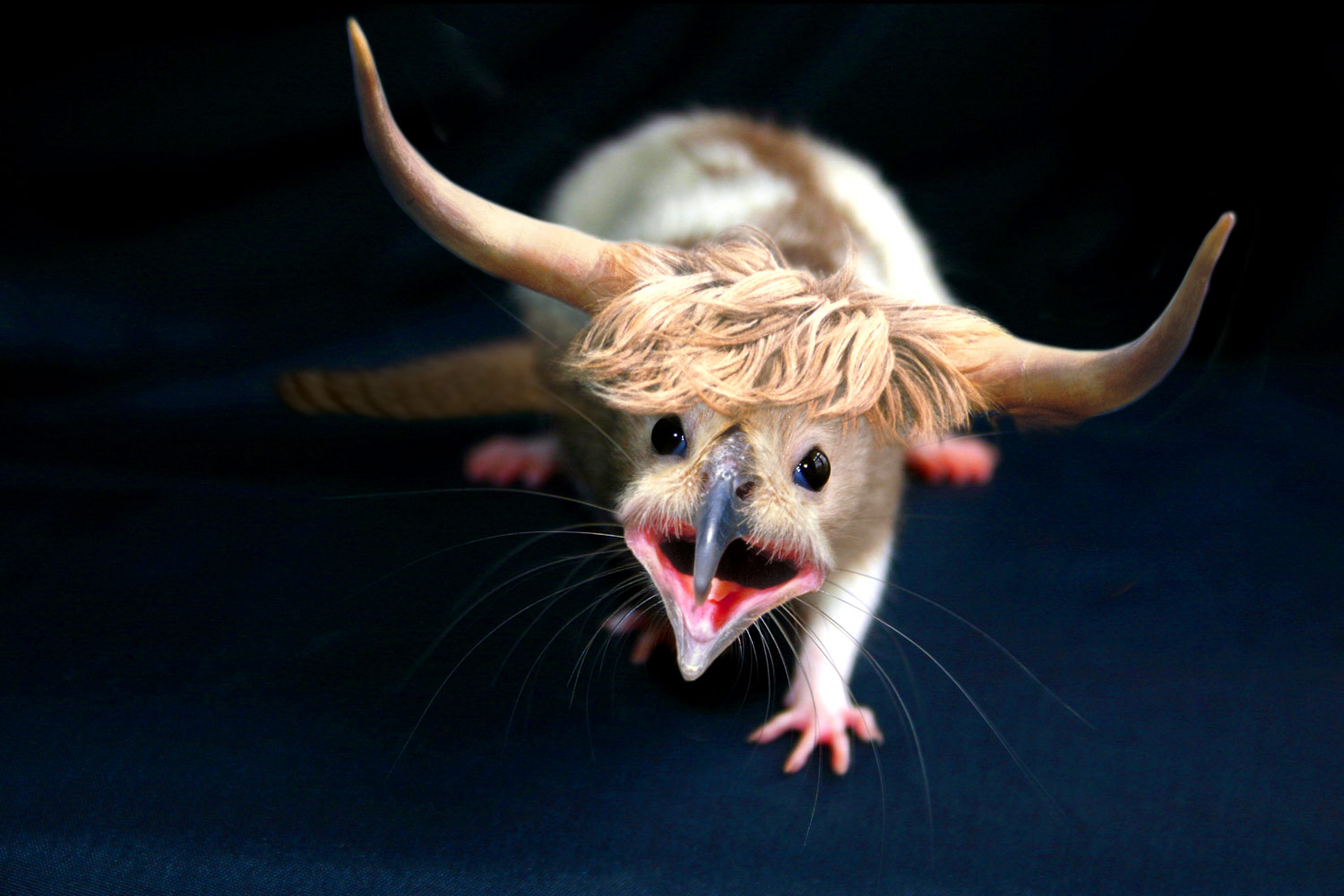 Photoshop Design by CraftLord for DesignCrowd (Community Contests) | Design #9020339