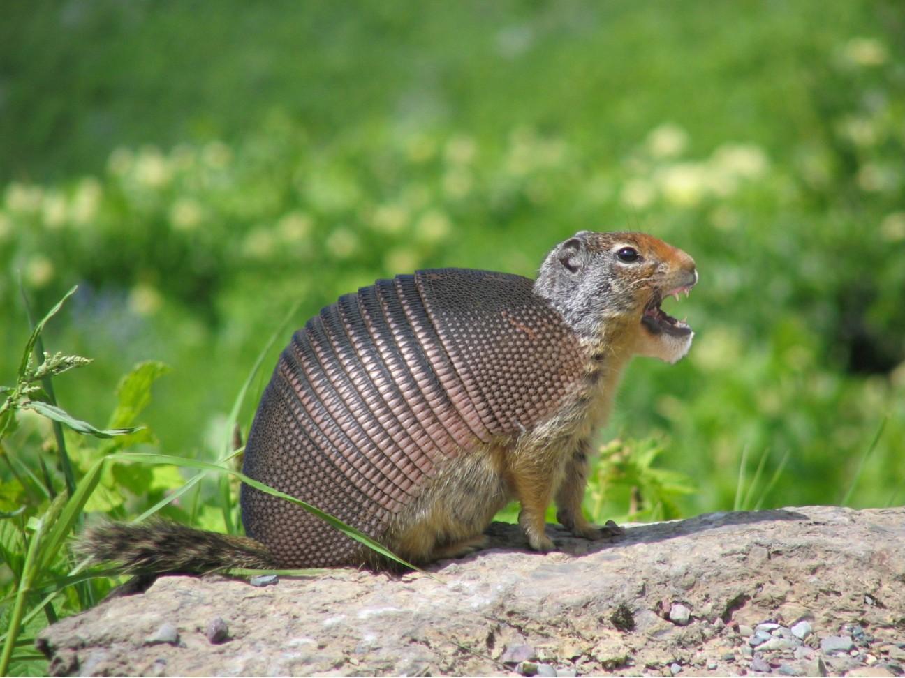 Diseño de Photoshop por TheGreatFart para DesignCrowd (Community Contests) | Diseño #9020378