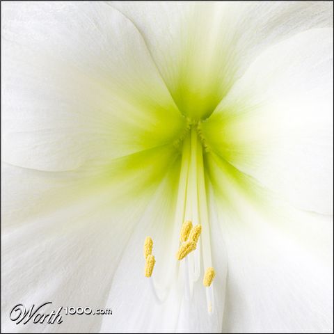 Photography by SigloV